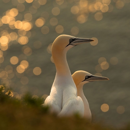 Picture of GANNETS IN SUNSET