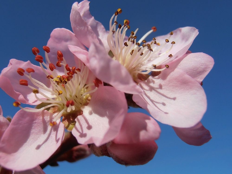 Picture of PEACH BLOSSOMS