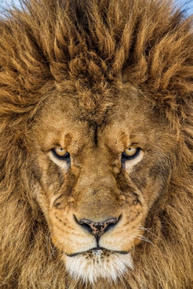 Picture of SERIOUS LION