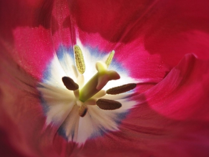 Picture of PAINTED PETALS