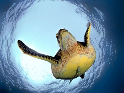 Picture of GREEN TURTLE IN SNELLS WINDOW