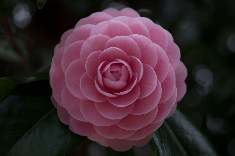 Picture of CAMELLIA