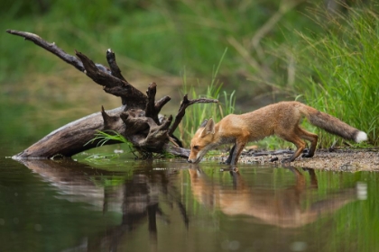 Picture of RED FOX