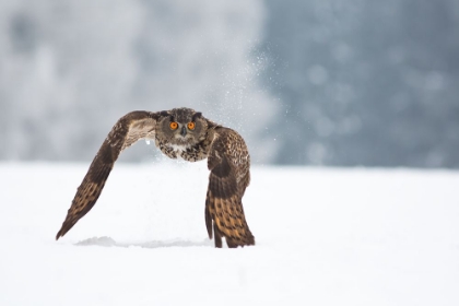 Picture of EURASIAN EAGLE-OWL