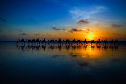 Picture of SUNSET CAMEL RIDE