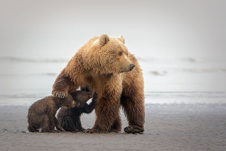 Picture of FAMILY TIME