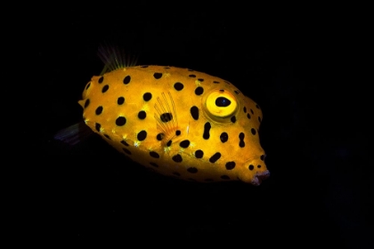 Picture of YELLOW BOXFISH