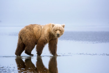 Picture of THE BEAR WALK