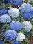 Picture of IMPRESSIONS OF HYDRANGEAS I