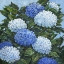 Picture of IMPRESSIONS OF HYDRANGEAS II