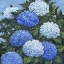 Picture of IMPRESSIONS OF HYDRANGEAS III