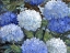 Picture of IMPRESSIONS OF HYDRANGEAS HORIZONTAL