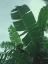 Picture of BANANA LEAVES