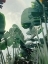 Picture of GREEN OASIS