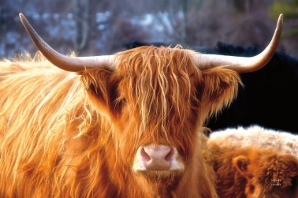 Picture of HIGHLAND COW SUNSHINE