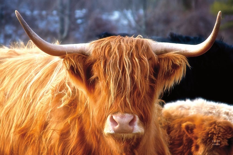 Picture of HIGHLAND COW SUNSHINE