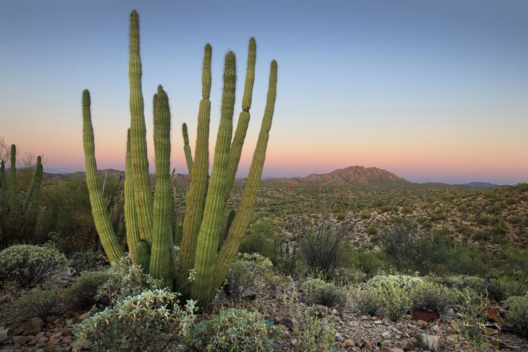 Picture of ORGAN PIPE CACTUS AT DUSK