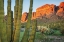 Picture of ORGAN PIPE CACTUS NATIONAL MONUMENT ARIZONA