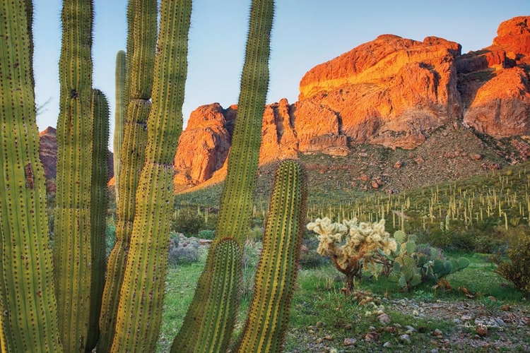 Picture of ORGAN PIPE CACTUS NATIONAL MONUMENT ARIZONA