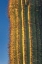 Picture of SINGLE SAGUARO