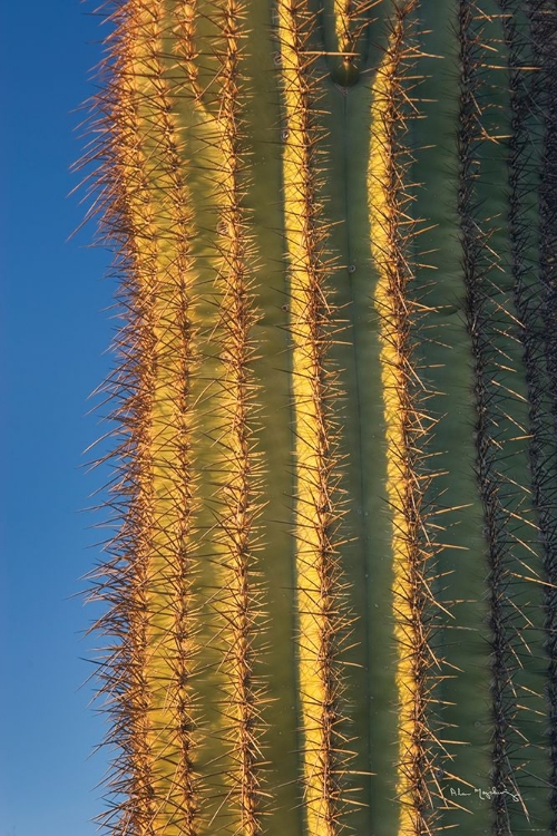 Picture of SINGLE SAGUARO