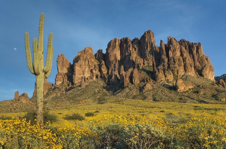 Picture of SUPERSTITION MOUNTAINS SAGUARO