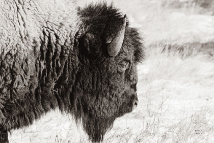 Picture of BISON PROFILE BW