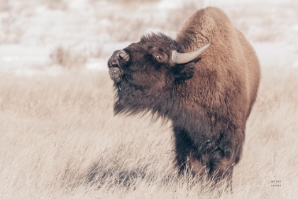 Picture of BISON CALL