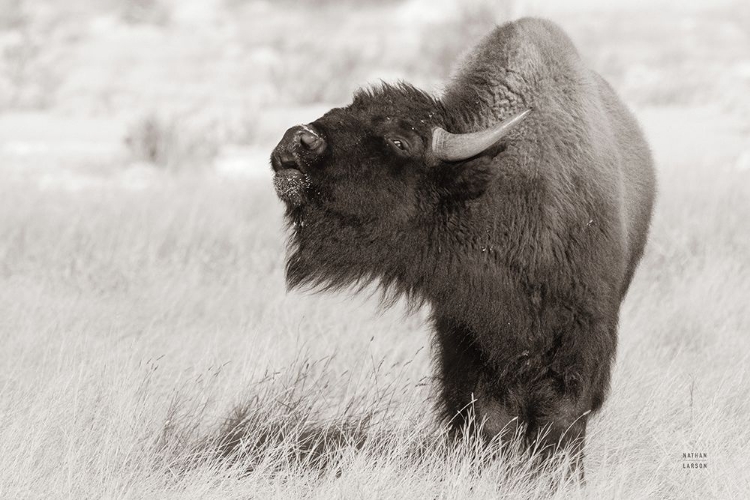 Picture of BISON CALL BW