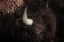 Picture of BISON