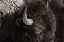 Picture of BISON BW