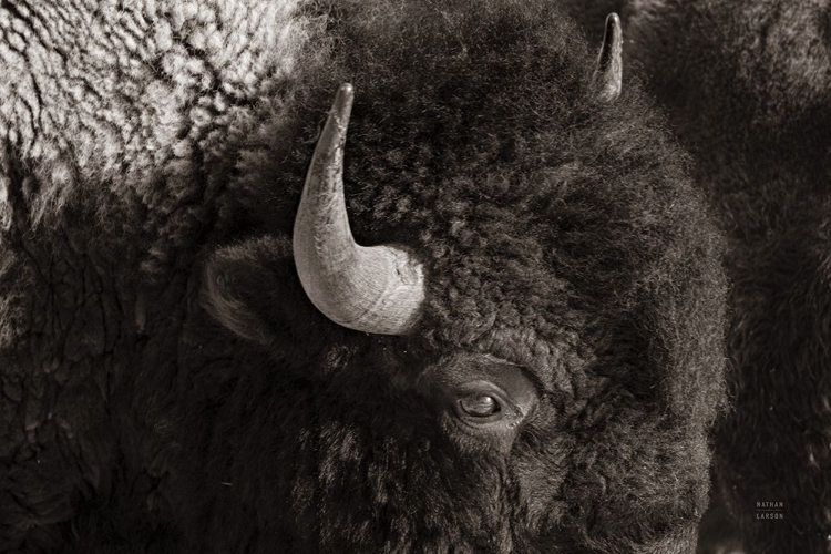 Picture of BISON BW
