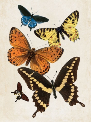 Picture of VINTAGE BUTTERFLY I