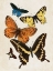 Picture of VINTAGE BUTTERFLY I