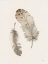 Picture of FALLING FEATHERS II