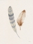 Picture of FALLING FEATHERS IV