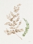 Picture of FOREST FERNS II