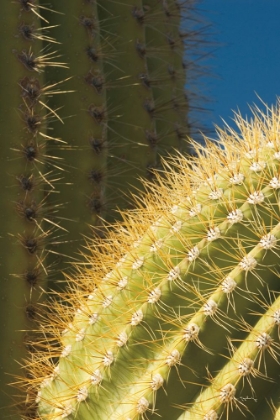 Picture of SAGUARO DETAIL