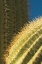 Picture of SAGUARO DETAIL