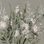 Picture of SILENT BEAUTY