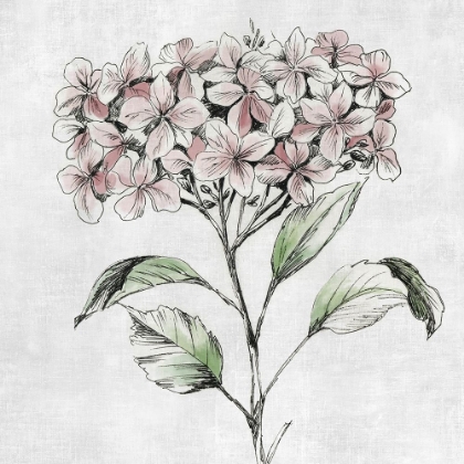 Picture of BOTANICAL STUDY II