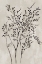 Picture of BOTANICAL DELIGHT I