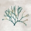 Picture of SEAWEED MELODIES II