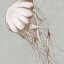 Picture of JELLYFISH SWIM