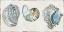 Picture of GOLDEN BLUE SHELLS