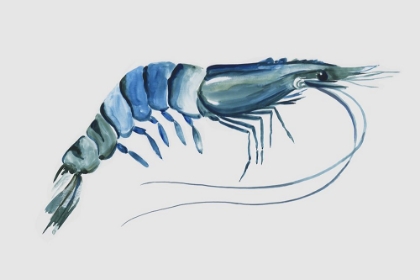 Picture of BLUE SHRIMP II