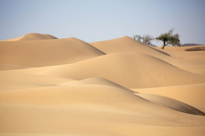 Picture of DESERT STUDY B