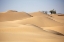Picture of DESERT STUDY B