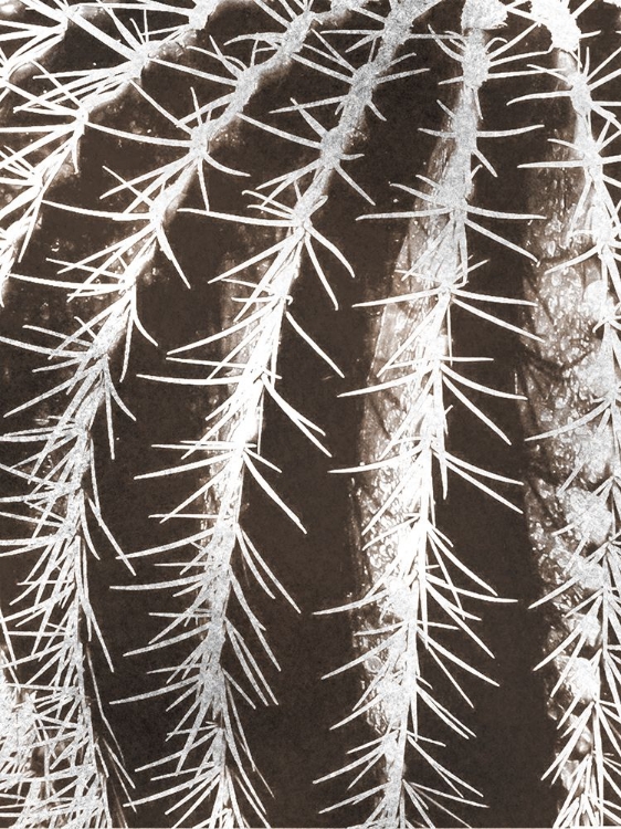 Picture of EARTHY CACTUS