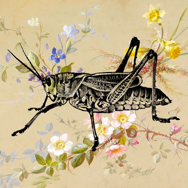 Picture of GRASSHOPPER WALLPAPER